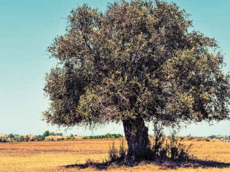 sto-stochastro-tis-klimatikis-allagis-o-messiniakos-elaionas-352427