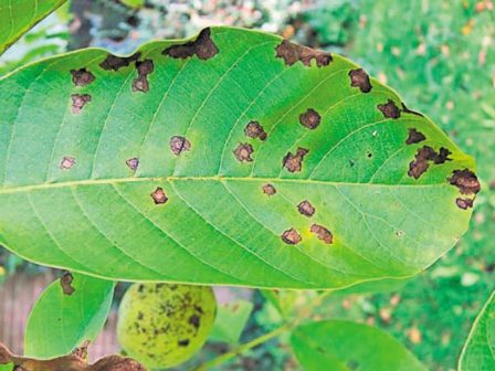 fistikia-i-ypsili-ygrasia-evnoei-ti-septoriosi-352112