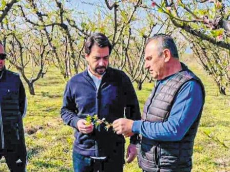 Ροδάκινο: «SOS» για την παραμόρφωση των καρπών