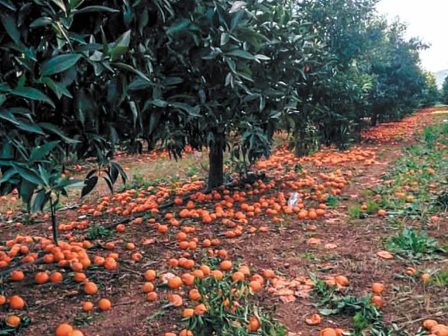 argolida-allages-ston-elga-gia-to-provlima-tis-kilidosis-zitoun-14-synetairismoi-354027