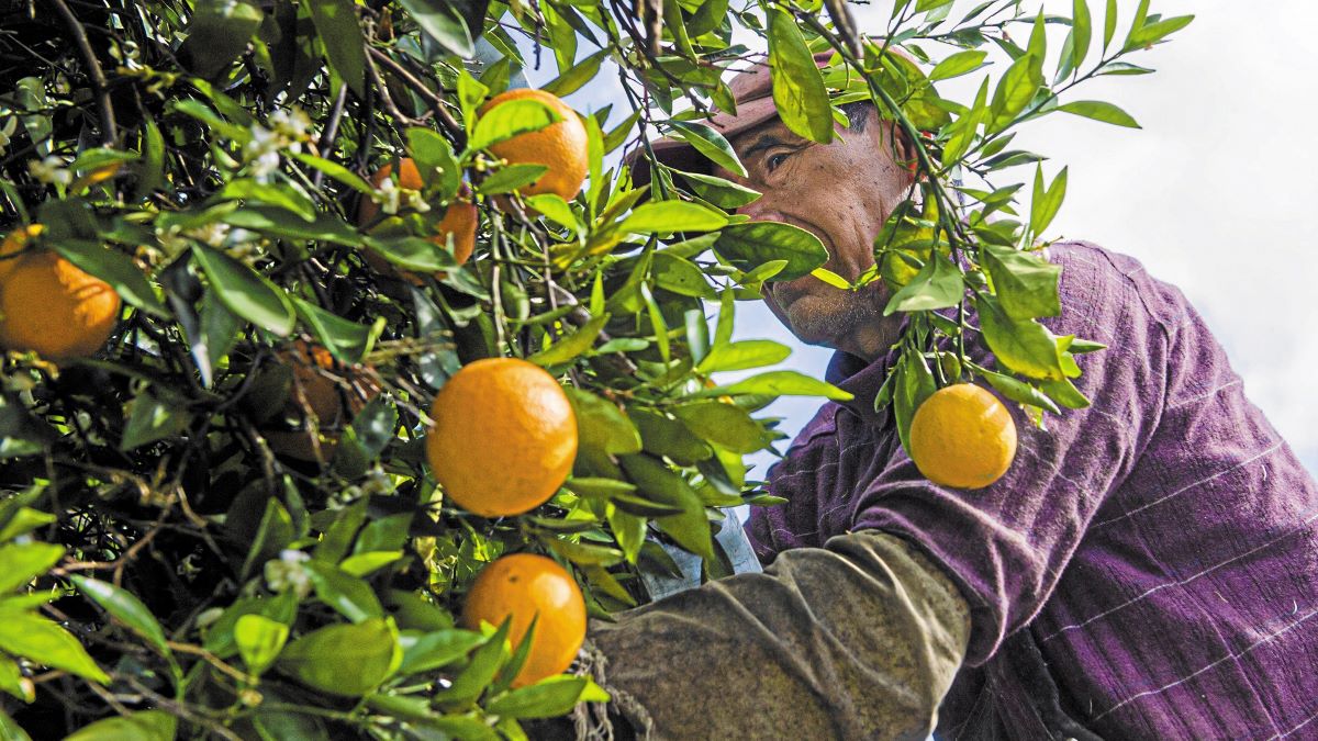 «Μαύρα σύννεφα» σκεπάζουν την παραγωγή πορτοκαλιού στην Αργολίδα «Μαύρα σύννεφα» σκεπάζουν την παραγωγή πορτοκαλιού στην Αργολίδα