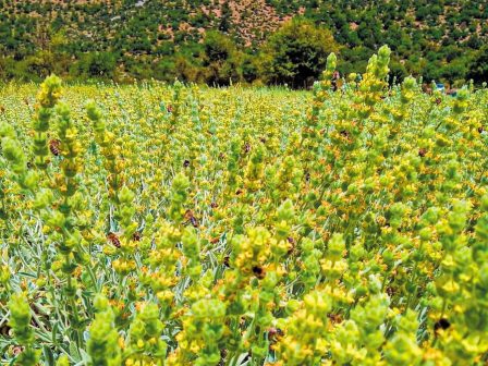 aromatika-famakeftika-fyta-xilonoun-tis-levantes-sta-pedina-fytevoun-tsai-sta-oreina-352961