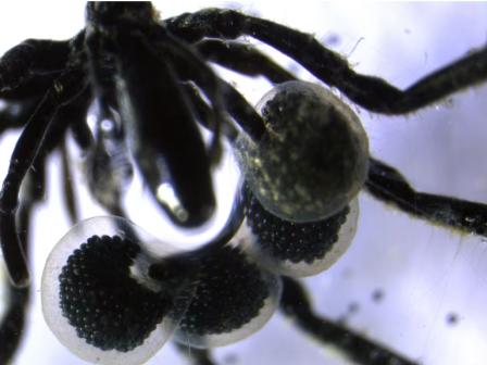 anakalypsi-sto-vathos-ton-okeanon-thalassies-arachnes-pou-trone-methanio-allazoun-osa-xerame-355922