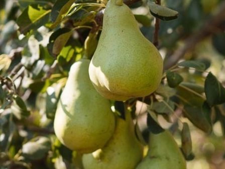 ypaithros-chora-efimerida-gia-tin-agrotiki-anaptyxi-kai-oikonomia-354638