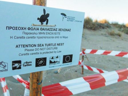 ileia-metra-prostasias-gia-tis-protes-folies-caretta-caretta-355492