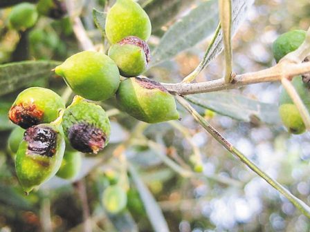 ypaithros-chora-efimerida-gia-tin-agrotiki-anaptyxi-kai-oikonomia-356090