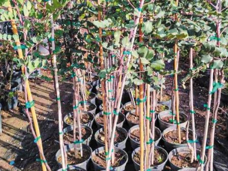 protovoulia-75un-75-trees-unai-sdg7-gia-ti-fytefsi-dentron-se-ota-355651