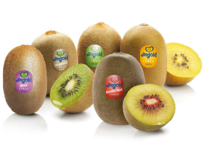 aktinidia-jingold-times-paragogou-eos-250-evro-kilo-ti-sezon-2024-2025-355532