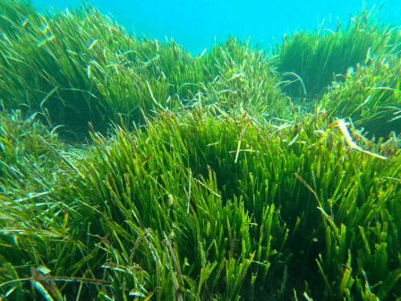 meleti-panepistimiou-oxfordis-maziki-ypovathmisi-ton-livadion-poseidonias-ston-argosaroniko-apo-tis-ichthyokalliergeies-357830
