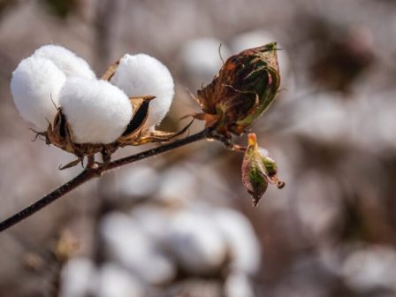apologistiko-deltio-typou-cottonchain-356925
