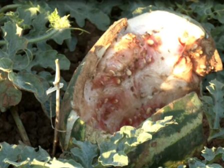 alexandroupoli-epidromes-agriogourounon-se-kalliergeies-se-apognosi-oi-paragogoi-358337