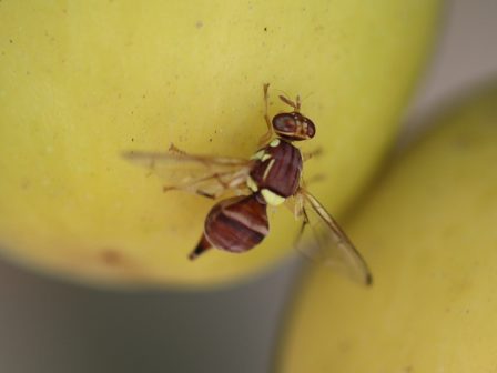 ypaithros-chora-efimerida-gia-tin-agrotiki-anaptyxi-kai-oikonomia-357561