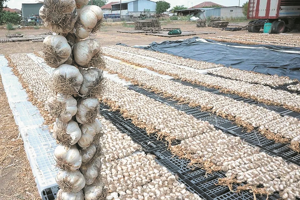 Ο Πλατύκαμπος συνεχίζει να επενδύει στο σκόρδο Ο Πλατύκαμπος συνεχίζει να επενδύει στο σκόρδο