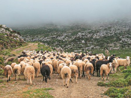 ileia-apozimioseis-choris-antikrisma-gia-tous-pligentes-apo-tis-zoonosous-360702