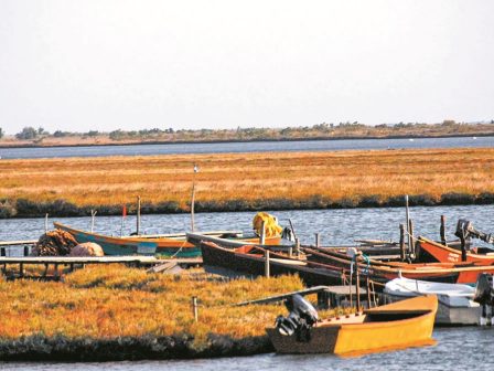 kravgi-agonias-alieon-sto-delta-tou-evrou-360368