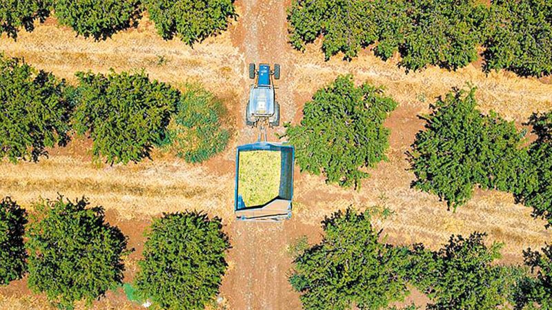 Εν αναμονή εκτιμήσεων από τον ΕΛΓΑ οι αμυγδαλοπαραγωγοί του Παγγαίου Εν αναμονή εκτιμήσεων από τον ΕΛΓΑ οι αμυγδαλοπαραγωγοί του Παγγαίου
