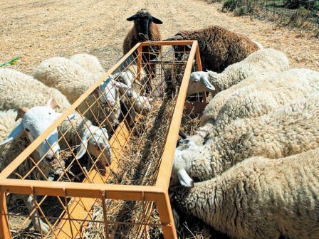 evlogia-adeies-stanes-kai-tsepes-stin-an-makedonia-kai-thraki-exafanizetai-to-zoiko-kefalaio-kai-sti-thessalia-359319