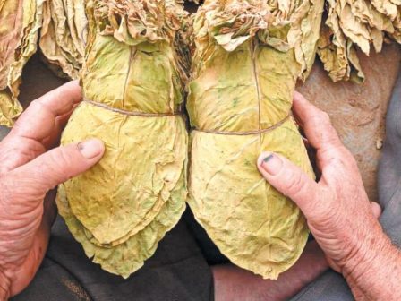 an-makedonia-thraki-xekina-to-deftero-cheri-ston-kapno-megalos-o-provlimatismos-gia-tin-entoni-xirasia-359282