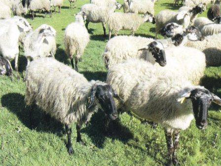 i-perifereia-thessalias-thetei-ypo-tin-prostasia-tis-to-karagkouniko-aigoprovato-360347