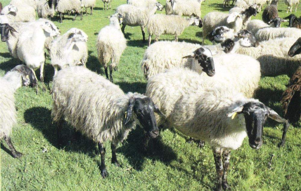 Η Περιφέρεια Θεσσαλίας θέτει υπό την προστασία της το καραγκούνικο αιγοπρόβατο Η Περιφέρεια Θεσσαλίας θέτει υπό την προστασία της το καραγκούνικο αιγοπρόβατο