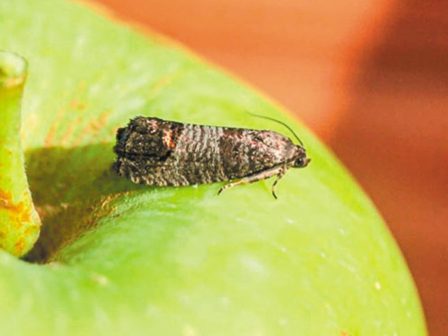 milia-systaseis-gia-prostasia-tis-kalliergeias-apo-tin-karpokapsa-361018