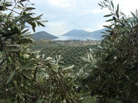 sos-gia-dakoktonia-ekpeboun-oi-elaioparagogoi-ston-pteleo-magnisias-359376