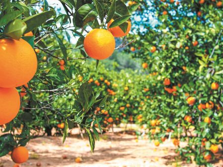 esperidoeidi-mikra-ta-megethi-ypsiles-oi-times-gia-tous-paragogous-ton-valentsia-360831
