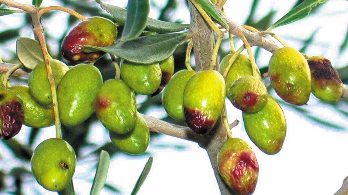 Ο δάκος απειλεί τη νέα ελαιοκομική περίοδο Ο δάκος απειλεί τη νέα ελαιοκομική περίοδο