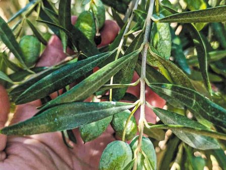 ypaithros-chora-efimerida-gia-tin-agrotiki-anaptyxi-kai-oikonomia-362396