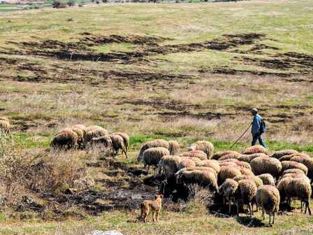 k-tsiaras-plegma-ameson-metron-stirixis-ton-ktinotrofon-me-nomoschedio-pou-eisagetai-sti-vouli-362420