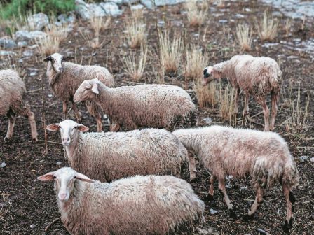 archisan-syllipseis-gia-paraviasi-ton-metron-vioasfaleias-gia-tin-evlogia-ton-aigoprovaton-362975