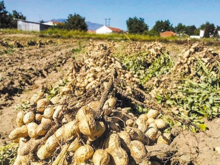 ammoudia-serron-meiomeni-posotika-kai-piesmeni-apo-tin-agora-i-arachida-365707