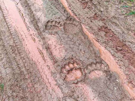 kokkalis-se-asfyktiki-katastasi-oi-organoseis-elaioladou-logo-stasis-pliromon-efthyni-tis-kyvernisis-i-kathysterisi-365944