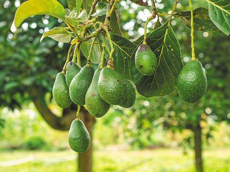 avokanto-i-afstralia-dimiourgei-psifiaki-vasi-dedomenon-gia-tin-enischysi-tis-paragogis-365940