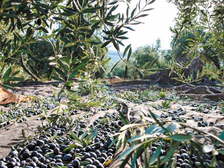 elaiolado-proimi-enarxi-sygkomidis-stin-ileia-logo-dakou-kai-gloiosporiou-365566