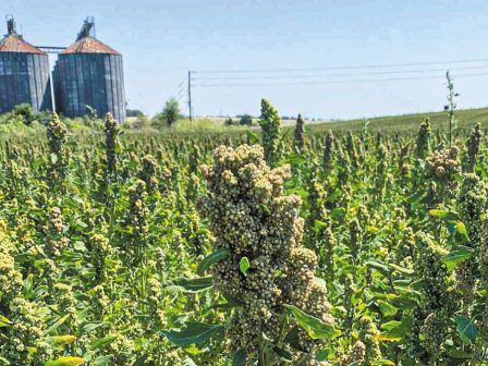 irthe-gia-na-meinei-i-kinoa-sti-thraki-365703