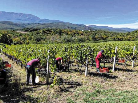 imathia-polla-yposchomeni-sygkomidi-gia-to-xinomavro-tis-naousas-365578