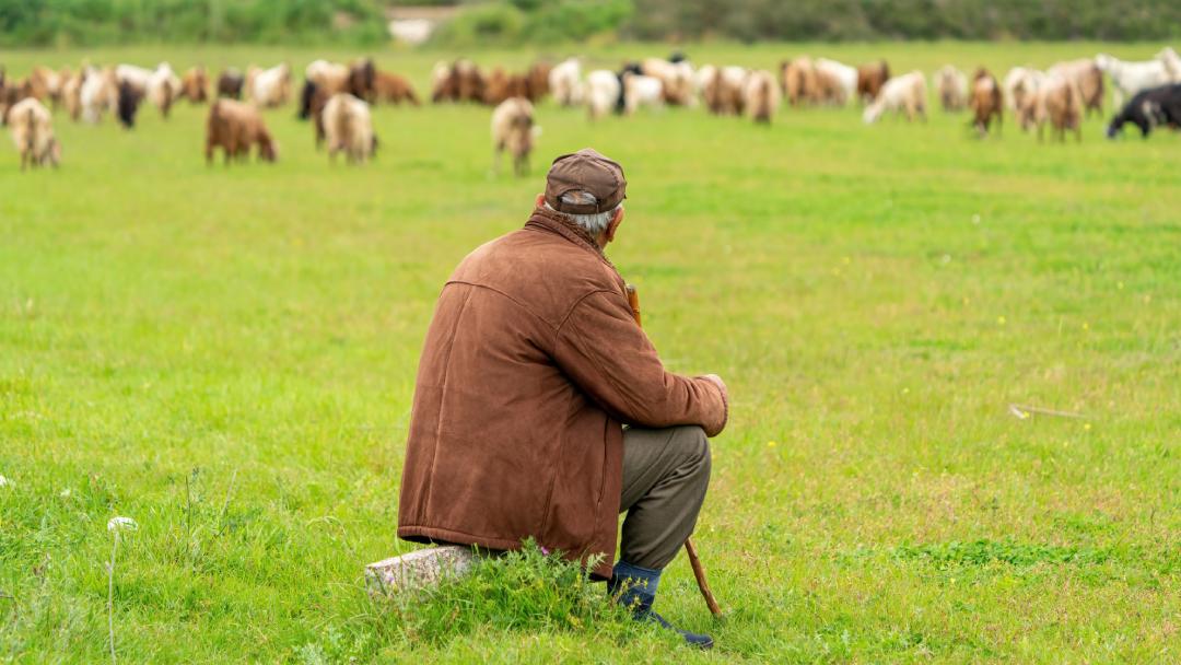 κτηνοτρόφος