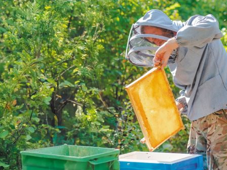 arnitiko-to-prosimo-gia-ti-fetini-paragogi-meliou-365700