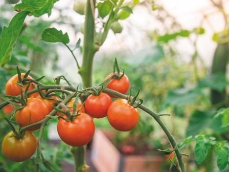 ypaithros-chora-efimerida-gia-tin-agrotiki-anaptyxi-kai-oikonomia-365879