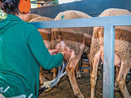 messinia-meiomeni-ano-tou-50-anamenetai-i-fetini-elaioparagogi-365553