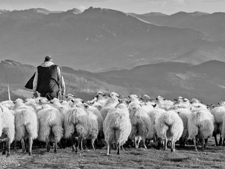 epi-podos-oi-ktinotrofoi-365937