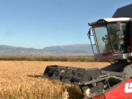 xekinise-o-alonismos-tou-perifimou-ryziou-karolina-serron-365760