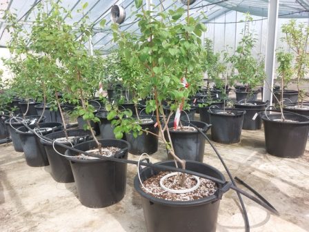 elgo-dimitra-neo-kefalaio-stin-paragogi-pollaplasiastikou-ylikou-oporoforon-dendron-stin-ellada-366720