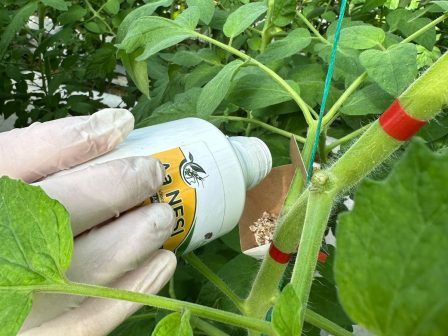 alevrodis-stin-tomata-oi-ioseis-oi-zimies-kai-oi-kainotomes-lyseis-tis-andermatt-anthesis-367866