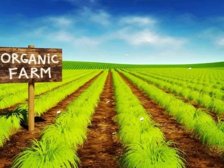 fao-i-zitisi-elaioladou-tha-synechisei-na-afxanetai-chari-sti-chamili-timi-tou-proiontos-366918