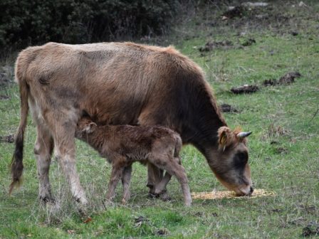 egkrisi-pistosis-1575-ekat-evro-gia-tin-prostasia-ton-aftochthonon-fylon-367499