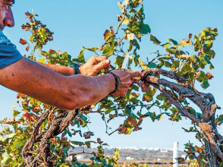 episkepsi-klimakiou-fytoygeionomikon-elegkton-tou-ypourgeiou-georgias-tou-vietnam-me-stocho-to-anoigma-tis-agoras-gia-to-elliniko-aktinidio-366549