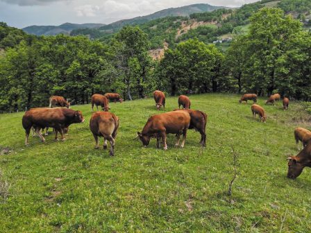 yperdiplasia-i-timi-tou-moscharisiou-apo-ton-paragogo-ston-katanaloti-367625