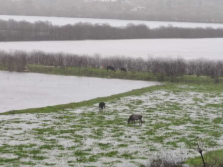 sti-livyi-apovivastikan-peripou-3-000-agelades-afou-tis-aperripse-i-tourkia-367909